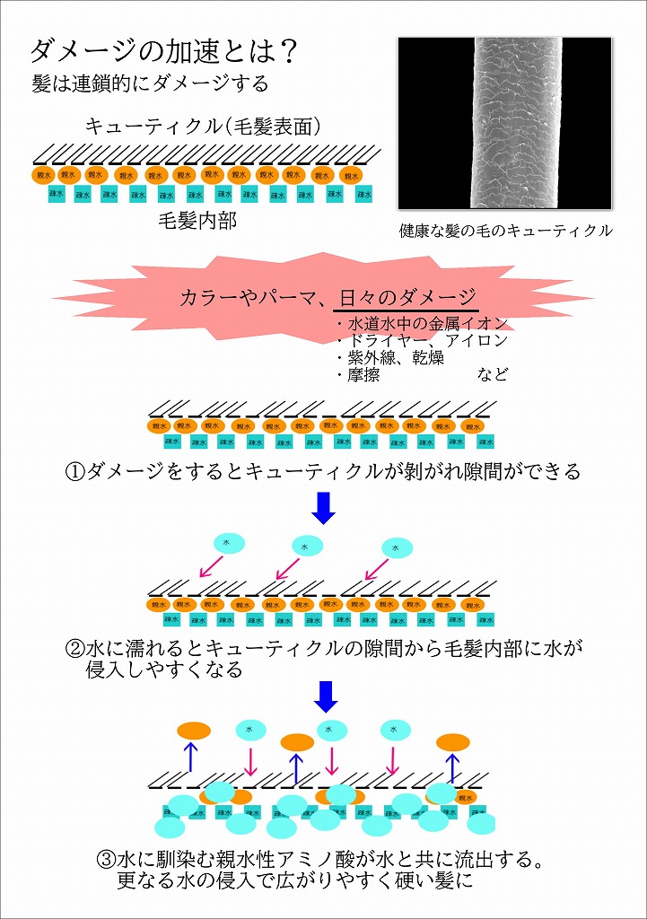 毛髪ダメージの加速とは